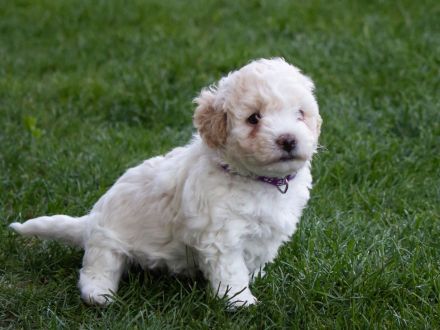 Weiße Welpen Bichon Frise