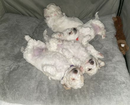 Weiße Welpen Bichon Frise