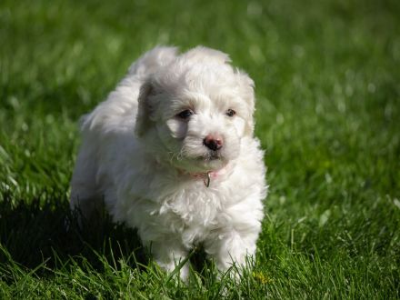 Weiße Welpen Bichon Frise