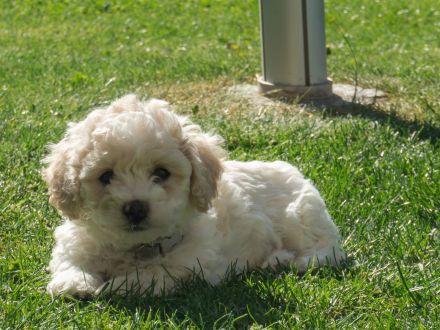 Weiße Welpen Bichon Frise