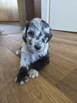 Aussiedoodle Welpen