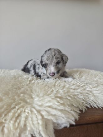 Aussiedoodle Welpen