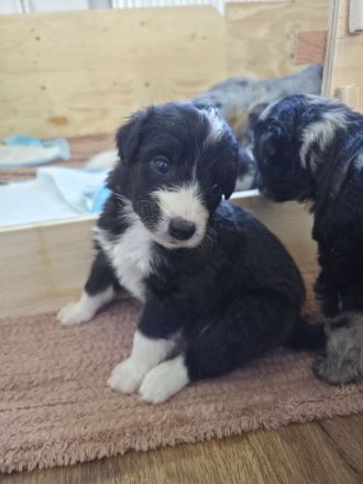Aussiedoodle Welpen