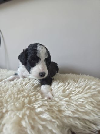 Aussiedoodle Welpen