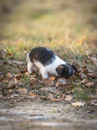 Süßer Welpen suchen liebevolles Zuhause auf Lebenszeit