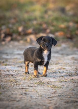 Süßer Welpen suchen liebevolles Zuhause auf Lebenszeit