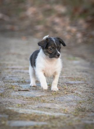 Süßer Welpen suchen liebevolles Zuhause auf Lebenszeit