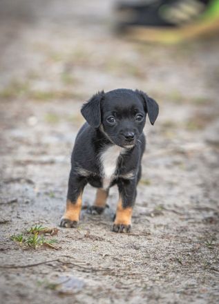Süßer Welpen suchen liebevolles Zuhause auf Lebenszeit