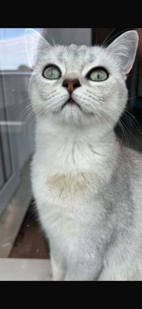 Liebevolles Katzenpaar sucht neues Zuhause