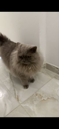 Liebevolles Katzenpaar sucht neues Zuhause