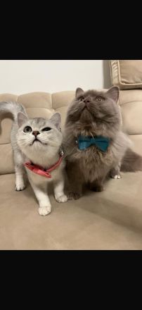 Liebevolles Katzenpaar sucht neues Zuhause