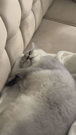 Liebevolles Katzenpaar sucht neues Zuhause