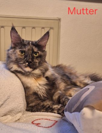Maine Coon Kitten