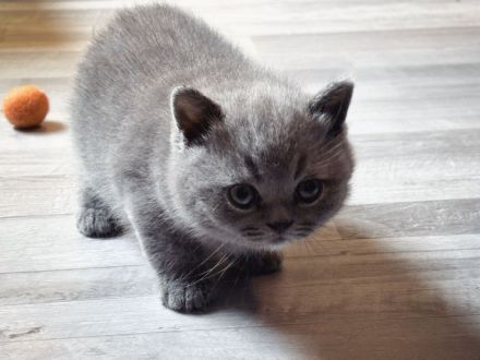 BKH, Britisch Kurzhaar Kitten Blue und Blue Tortie, Reservierung möglich