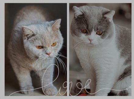 BKH, Britisch Kurzhaar Kitten Blue und Blue Tortie, Reservierung möglich