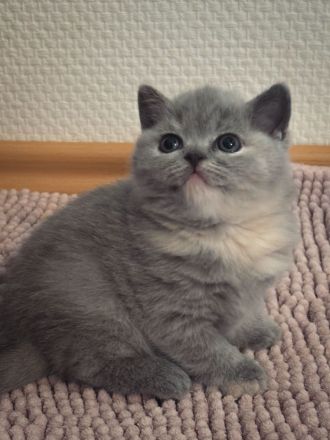 BKH, Britisch Kurzhaar Kitten Blue und Blue Tortie, Reservierung möglich