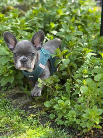 Französische Bulldoggen Welpe (Rüde) sucht liebevolle Famile