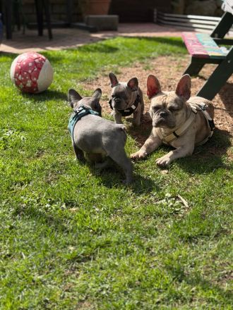 Französische Bulldoggen Welpe (Rüde) sucht liebevolle Famile