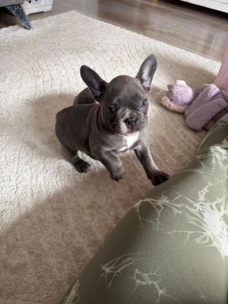 Französische Bulldoggen Welpe (Rüde) sucht liebevolle Famile