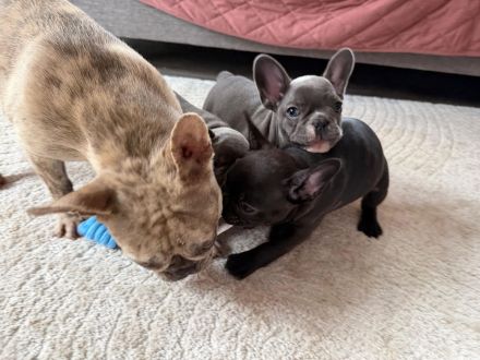 Französische Bulldoggen Welpe (Rüde) sucht liebevolle Famile