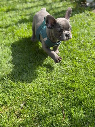 Französische Bulldoggen Welpe (Rüde) sucht liebevolle Famile