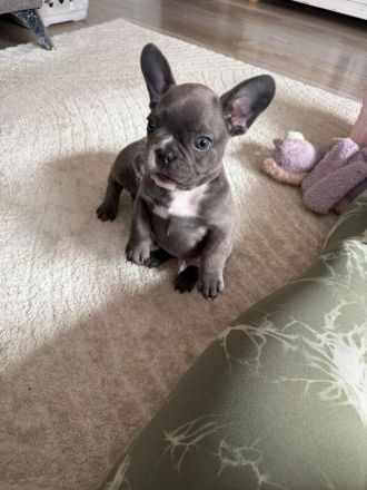 Französische Bulldoggen Welpe (Rüde) sucht liebevolle Famile