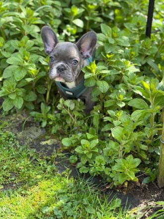 Französische Bulldoggen Welpe (Rüde) sucht liebevolle Famile