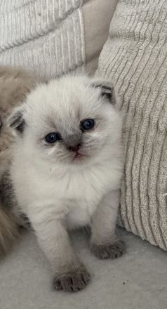 BKH kitten abzugeben