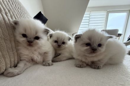 BKH kitten abzugeben