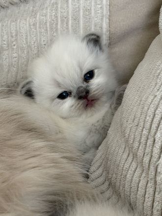 BKH kitten abzugeben