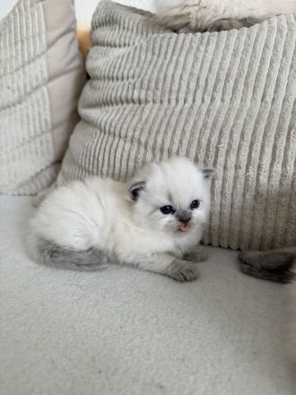 BKH kitten abzugeben