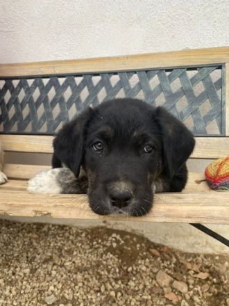 Labrador-Mischlingswelpen ab Juni abzugeben