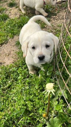 Labrador-Mischlingswelpen ab Juni abzugeben