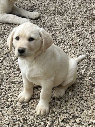 Labrador-Mischlingswelpen ab Juni abzugeben