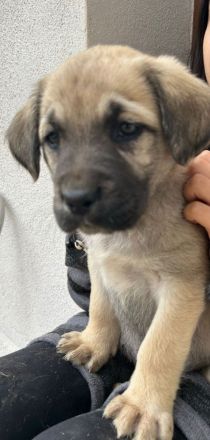 Labrador-Mischlingswelpen ab Juni abzugeben