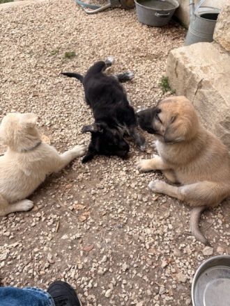Labrador-Mischlingswelpen ab Juni abzugeben