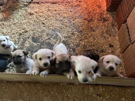 Labrador-Mischlingswelpen ab Juni abzugeben