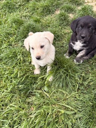 Labrador-Mischlingswelpen ab Juni abzugeben