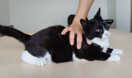 Nevo, ein superliebes Katerchen, wartet auf SEINE Familie