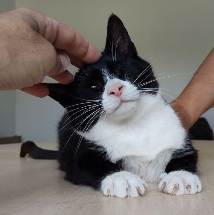 Nevo, ein superliebes Katerchen, wartet auf SEINE Familie