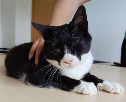 Nevo, ein superliebes Katerchen, wartet auf SEINE Familie