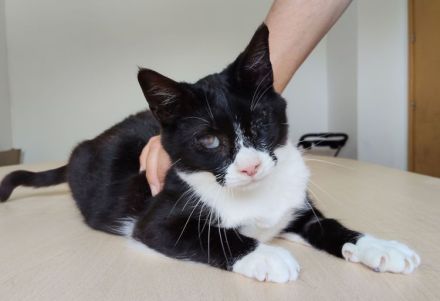 Nevo, ein superliebes Katerchen, wartet auf SEINE Familie