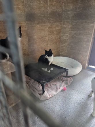 Nevo, ein superliebes Katerchen, wartet auf SEINE Familie