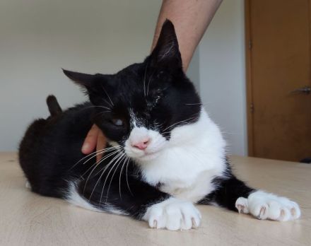 Nevo, ein superliebes Katerchen, wartet auf SEINE Familie