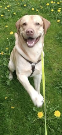 Blonder Labrador Rüde in gute Hände anzugeben