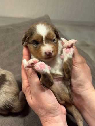 The Real Toy Australian Shepherd