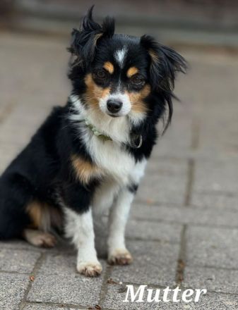 The Real Toy Australian Shepherd