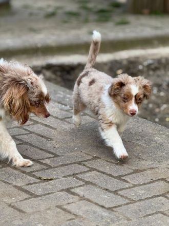 The Real Toy Australian Shepherd