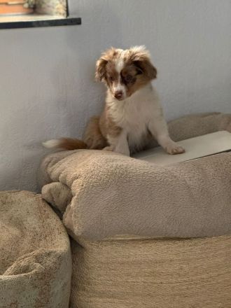 The Real Toy Australian Shepherd