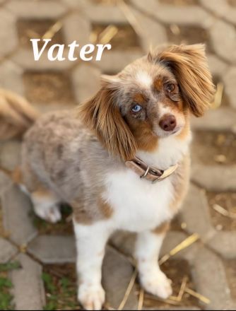 The Real Toy Australian Shepherd